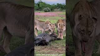 Discover Our Top Best Serengeti Safari: The World's Biggest Destination with Africa Natural Tours