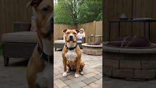 Why Is This Dog So Focused? #DogLover #PetVlogs #CozyVibes