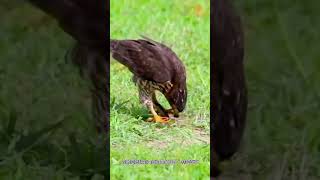蛇雕狩猎毒蛇简直就是扛把子#野生动物零距离
