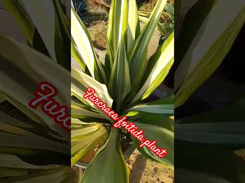 Furcraea foitida plant #plants #shortsvideo