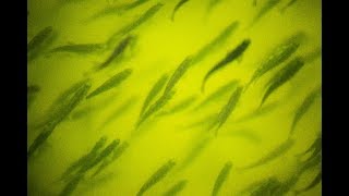 Salmon farmer deems Alltech Coppens ''best quality feed available''