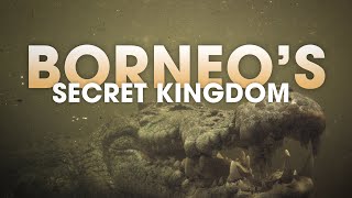 Borneo's Secret Kingdom: King of the Swamp #animals #borneo #wildlife #4k