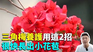 九重葛（三角梅）養護從葉到根，只需做好這2步，輕鬆花開滿枝頭|禪藝綠植工作室
