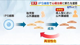 ｉＰＳ細胞を用いた“成人型に近い心外膜細胞”　京都大学が世界で初めて作製成功！「心臓を再生・修復させる治療につなげられるのでは」（2025年7月14日）