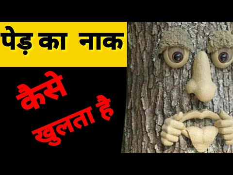 How stomata open and close ( In Hindi )||'  Life processes ' for class 10.