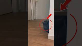 Cat Runs Fast... Until THIS Stops Him! 😂🐾 #EpicFail