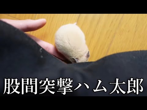 【その1】ハム子観察日記
