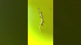 Lizards Fighting With Sound 🦎 | #short