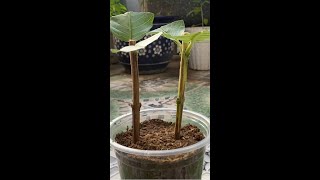 How to Grow Guava Trees from Cutting by Aloevera #shorts #omg #trending