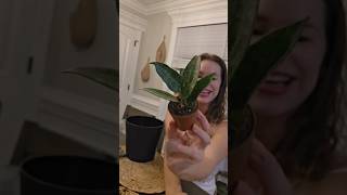 Etsy Plant Haul 🪴 #planthaul #indoorplants #houseplants #houseplanttour #houseplantsofinstagram