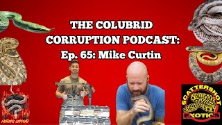 Carpet Python Breeder Loves His Colubrids w/ Mike Curtin | The Colubrid Corruption Podcast | Ep. 65