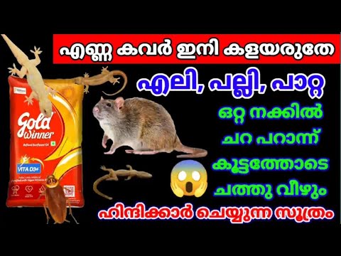 ഹിന്ദിക്കാർ ചെയ്യുന്ന സൂത്രം! എലി പല്ലി പാറ്റ കൂട്ടത്തോടെ ചത്തു വീഴും| #ratremoval  #eliyethurathan