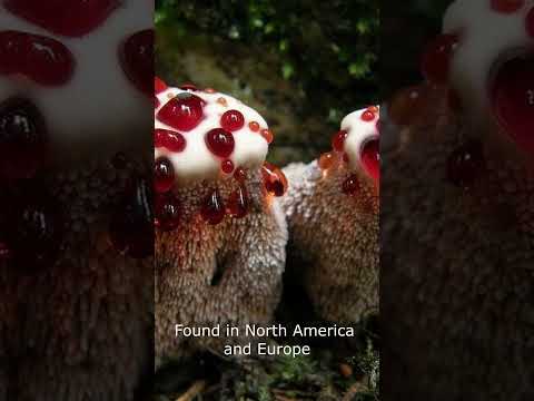 “Bleeding Tooth Fungus: Why Is It Leaking Red?!”