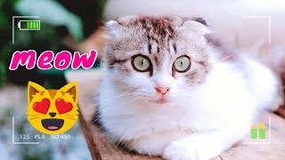 Beautiful and Cute Cats Kittens Playing Together so Funny 9 | Viral Cat