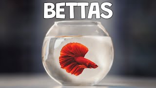 The Best Betta Fish: Choosing the Perfect Betta Fish for Your Aquarium.