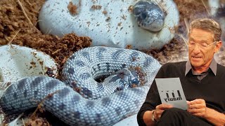 The latest hognose snake clutch has hatched with some controversy