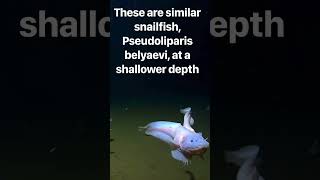 Deepest #Fish - #shorts #natureshorts #fishing #ocean #deepsea #deepocean #submarine #feeding