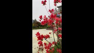 老仙山庄欢迎您！#感受大自然的气息和美景 #我的乡村生活