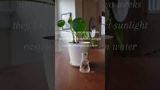 one of the easiest plants you can grow #plantcare plantcare #aesthetic #easyplants #indoorplants