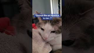 Annoying My Cat with Bad Jokes Part 16 #cat #badjokes
