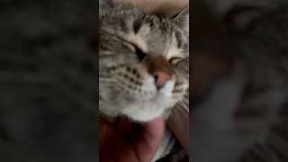 Bing needs more airplay! #cats #catdad #catlovers