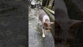 #流浪動物 #cat #貓 #寵物#毛孩#貓奴#尊重生命