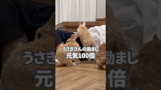 うさぎさんの励まし元気100倍 #うさぎ多頭飼い #rabbit  #うさぎ #animalshorts