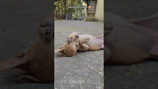 ❤️ #tamilpets #loyalanimal #viralvideo #love #animalworldtamil #loyaldog #cute #tamilworld #loyalpe