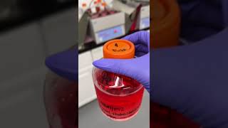 Day in the Life as a cell biologist