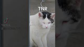 野良猫保護#救助#避妊手術#TNR#Stray cat protection #rescue