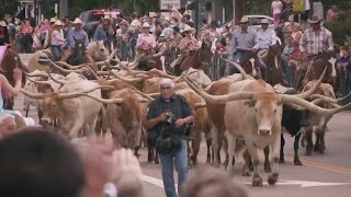Castle Rock sees longhorn cattle drive