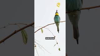 European Bee Eater - Did You Know That ? #facts  #animal #creature #trivia #viral #shorts
