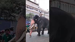 Bheema♥️#bheema #elephantbheema