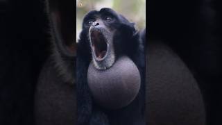 Siamang Gibbons Sounds