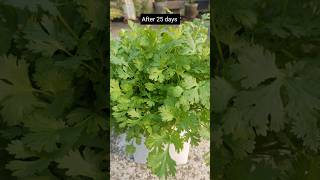 grow coriander fast & easy #shorts #coriander #vegetables