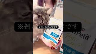 猫のための開封動画。飼い主は正常です。 #マンチカン #cat #保護猫 #サイベリアン #開封動画