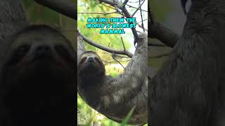 Quick Sloth Facts 🦥: Amazing Sloth Secrets in 14 Seconds!