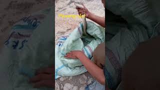 Pawang ular#shorts #pecintahewan #ular #ularsawa #ularsancakembang #ndxaka
