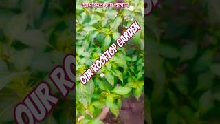 আমাদের ছাদ বাগান।#longVideoPost #ছাদবাগান #vairal #everyoneactive #hilights #trees #pos #trees