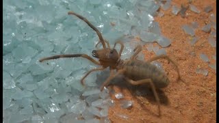 Camel Spider Solifugae Habitat Day 4 Update