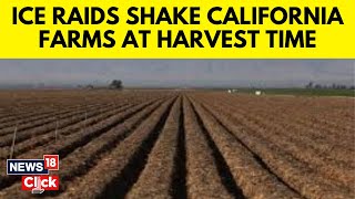 ICE Raids Rock California Farms During Harvest | Protests, Arrests & Worker Death | N18G | News18