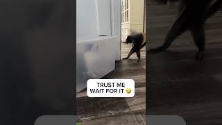 🐕 Funny Cats 2024😂 Cute Cats Videos 🐱 🐕 😄 #worldofanimals Part 5138