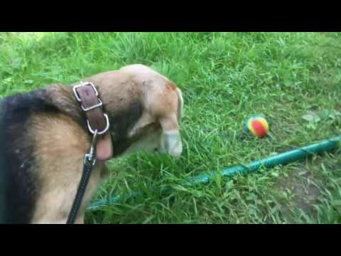 Meet Usya the Beagle and an update on Tusa the stray cat