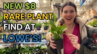 $8 RARE PLANT FIND AT LOWE'S!  Home Depot & Lowe's Plant Finds - Big Box Houseplant Shopping
