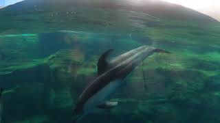 塔斯曼海