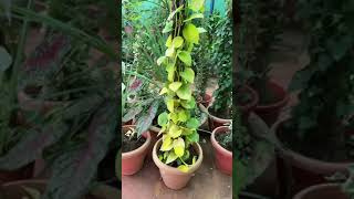 Money Plant (Pothos) Varieties and Arrangement