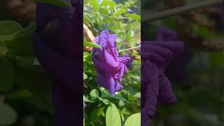 #merygoldflower #amleshnageshtiktokvideo #naturelover #naturalbeauty