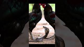 Clash of Courage: Rooster Risks It All Against Venomous Snake! 🐍💥