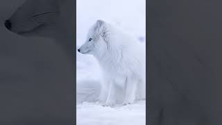 Adorable Arctic Fox in Winter Wonderland #ArcticFox #Fox #Wildlife #Winter #Snow