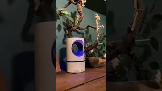 Mosquito Killer Lamp | Home appliances | Decorative |#decorative #hometools  #shopping #newidea